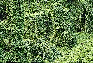 地点设定在东南亚！ 《宝可梦》第十世代地点与标题泄露